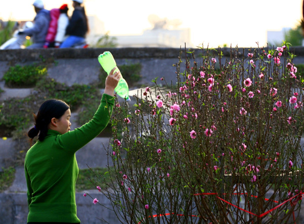 Thời tiết năm nay thuận lợi và có phần nóng hơn nên những người bán đào đành phải bán đào nở sớm với giá rẻ Thời tiết năm nay thuận lợi và có phần nóng hơn nên những người bán đào đành phải bán đào nở sớm với giá rẻ