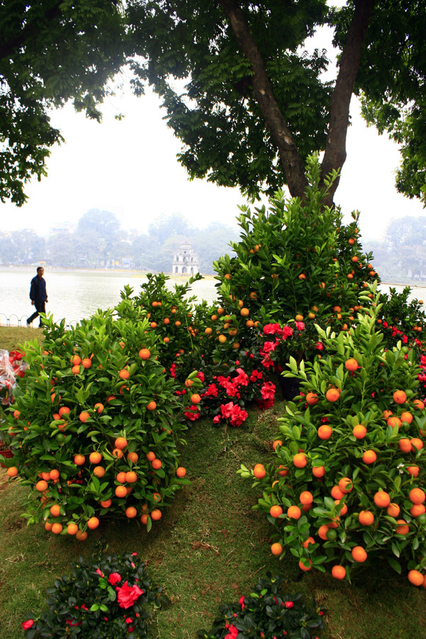 Không khí Tết đang tràn về Hà Nội Không khí Tết đang tràn về Hà Nội