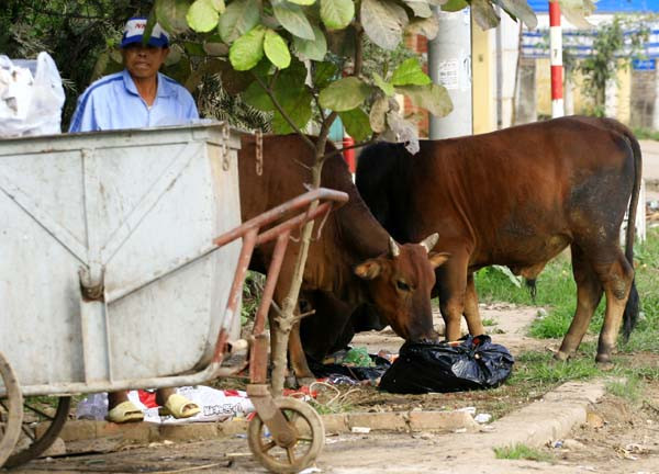 Rác làm ô nhiễm môi trường nhưng lại là món ăn khoái khẩu của bò
