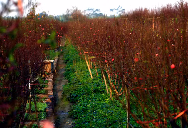 Những rãnh đào hoa nở khá nhiều