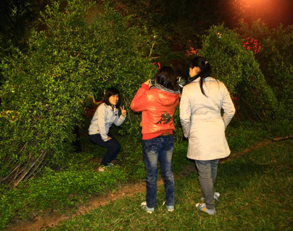 Dẵm đạp lên cỏ và cây cảnh