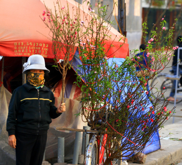 Mỗi cành đào như thế này có giá chỉ từ 60.000 - 70.000 đồng Mỗi cành đào như thế này có giá chỉ từ 60.000 - 70.000 đồng