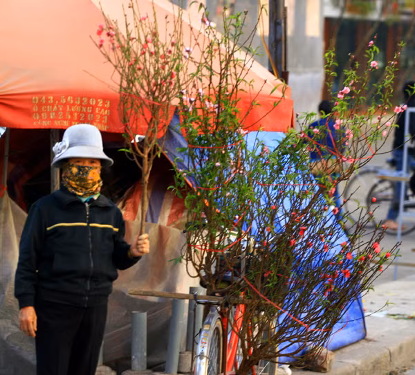 Mỗi cành đào như thế này có giá chỉ từ 60.000 - 70.000 đồng