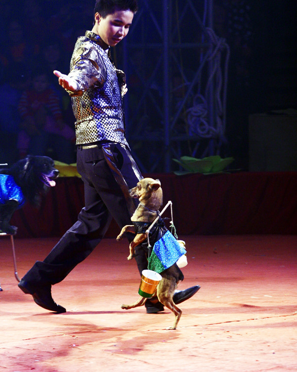 Không chỉ có voi, gấu, khỉ, các khán giả nhỏ còn được gặp những chú cún thân thuộc và giỏi giang. Hoặc đi hai chân gánh nước như chú phốc này Không chỉ có voi, gấu, khỉ, các khán giả nhỏ còn được gặp những chú cún thân thuộc và giỏi giang. Hoặc đi hai chân gánh nước như chú phốc này