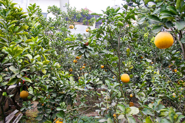 Bưởi Diễn "xịn" được trồng tại vườn đã được đặt hàng từ sớm nên không còn cơ hội cho những ai tới điểm này mới đi mua bưởi Diễn đúng chất. Bưởi Diễn "xịn" được trồng tại vườn đã được đặt hàng từ sớm nên không còn cơ hội cho những ai tới điểm này mới đi mua bưởi Diễn đúng chất.