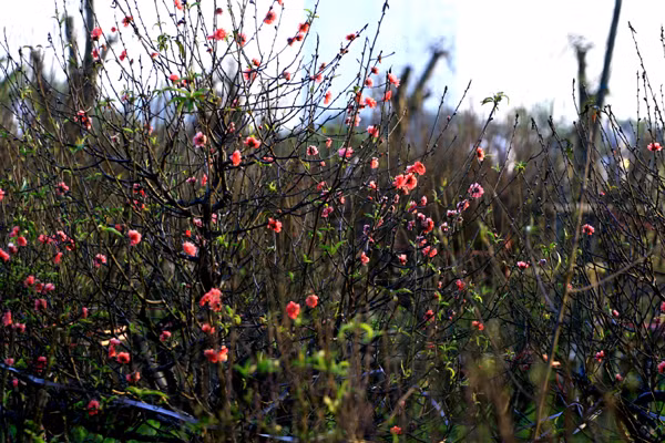 Thời tiết năm nay nóng hơn mọi năm là nguyên nhân khiến đào Nhật Tân nở sớm.