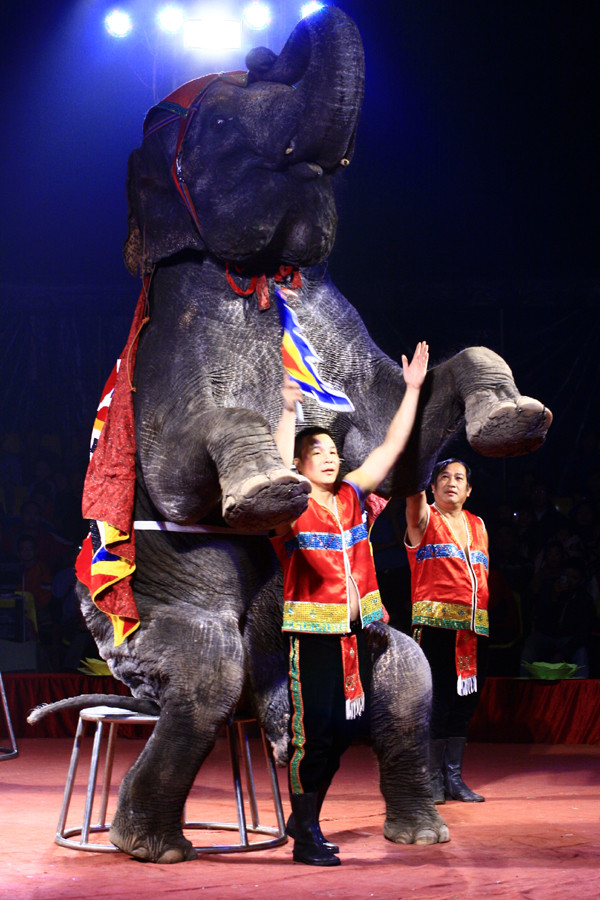 Chú voi to lớn chào khán giả nhỏ thủ đô Chú voi to lớn chào khán giả nhỏ thủ đô