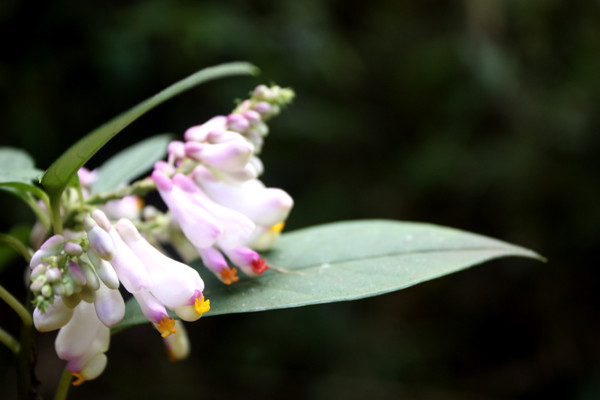 Hoa rừng trên đỉnh Phan Xi Păng