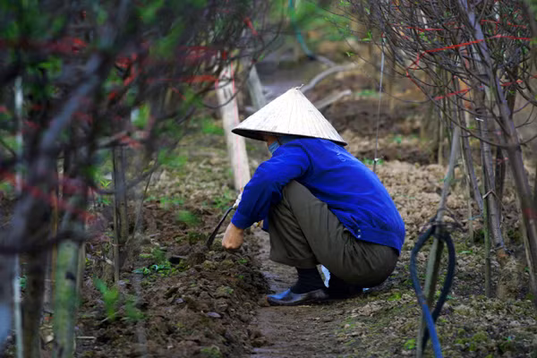 Người nông dân Nhật Tân đang rất bận rộn với những khâu chuẩn bị để hãm đào ra kịp vụ Tết