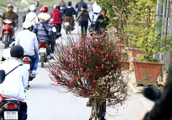 Hoa đào là một trong những loài hoa chỉ nở vào dịp Tết và nó bảo hiệu cho một mùa Tết nữa sắp về. Trên các nẻo đường, những người trồng đào Nhật Tân đã bắt đầu chở đào về Hà Nội bán sớm. Hoa đào là một trong những loài hoa chỉ nở vào dịp Tết và nó bảo hiệu cho một mùa Tết nữa sắp về. Trên các nẻo đường, những người trồng đào Nhật Tân đã bắt đầu chở đào về Hà Nội bán sớm.