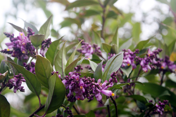 Những đóa hoa rừng kì lạ không bao giờ tìm thấy ở dưới xuôi