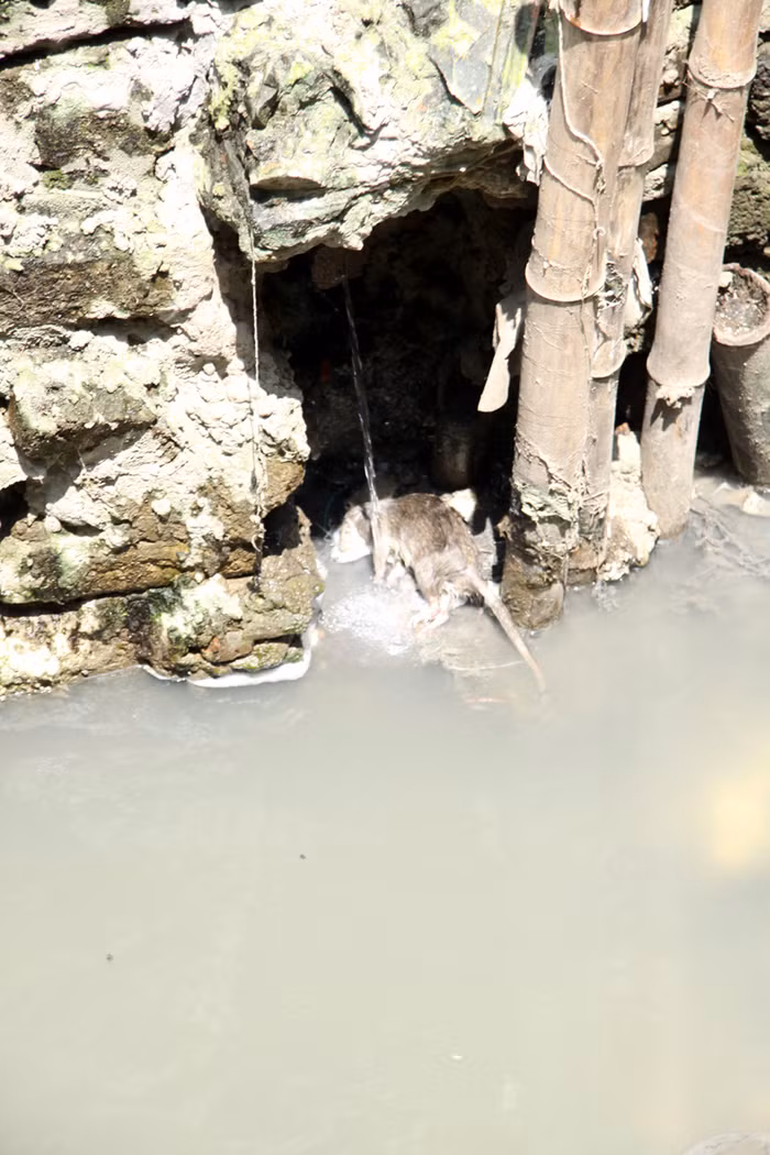 Ở nhiều khúc, do cống nước thải để lộ thiên nên thường xuyên có xác chuột chết bốc mùi nồng nặc