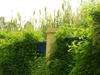 Cỏ tranh mọc cao quá đầu người ngay giữa thủ đô