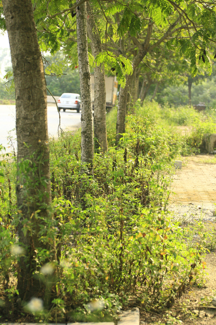 Những cây xanh được trồng không có người chăm sóc để mặc cỏ dại tung hoành