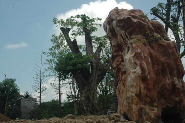 Cây cổ thụ có hình dáng giống như cây sưa và đá ở trong khu nhà vườ. Cây cổ thụ có hình dáng giống như cây sưa và đá ở trong khu nhà vườ.