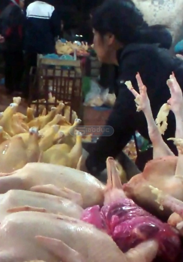 Gà ở đây hầu hết đều đã qua công nghệ "bơm nước" để tăng mức lợi nhuận lên hàng siêu khủng cho người buôn. Gà ở đây hầu hết đều đã qua công nghệ "bơm nước" để tăng mức lợi nhuận lên hàng siêu khủng cho người buôn.