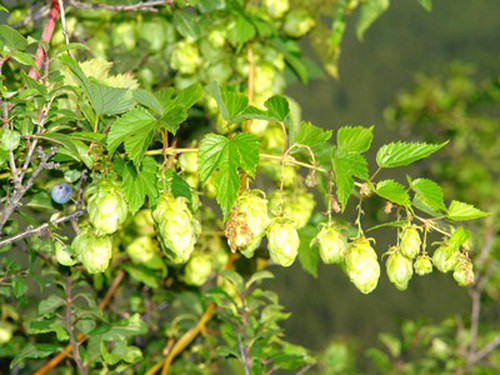 Tăng kích cỡ núi đôi cho quý cô “ngực lép” chỉ bằng thảo mộc ảnh 5