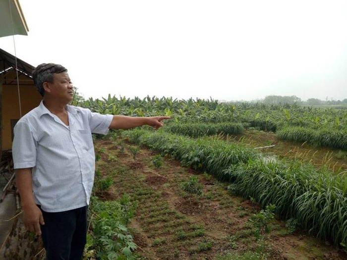 Vĩnh Phúc quyết “hy sinh” ngành bò sữa để ưu tiên cho dự án của FLC ảnh 4