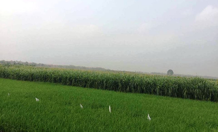 Những cánh đồng lúa mơn mởn của người nông dân đang trước nguy cơ bị xóa sổ vì dự án của Tập đoàn FLC. Ảnh Giáo dục Việt Nam.