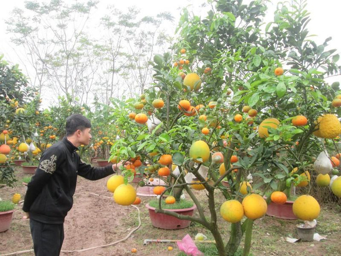 Mỗi dịp tết đến, xuân về vườn cây nhà ông Giáp lại tấp nập khách về mua cây, và mọi người tỏ ra khá thích thú với loại cây có nhiều loại quả này (ảnh HC)
