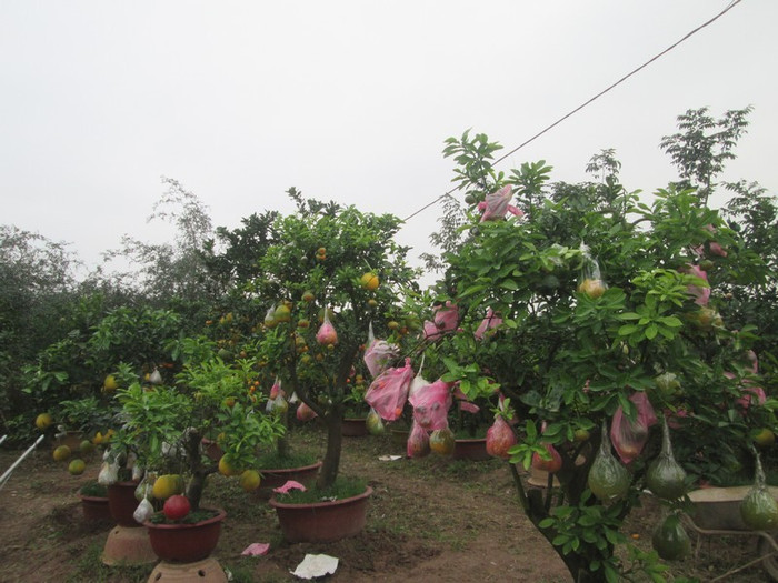 Vườn cây đã cho gia đình ông Giáp thu nhập cả trăm triệu mỗi dịp tết đến (ảnh HC)