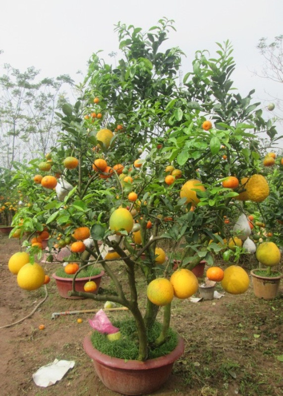 Một cây có nhiều loại quả khác nhau (ảnh HC)