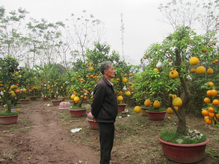 Theo ông Giáp, để các loại quả chín cùng một thời điểm vào dịp tết, tháng 4 ông bắt đầu ghép quả bưởi, tháng 5 ghép quả cam, chanh đào và còn lại loại quả Phật thủ, quất, quýt được ông ghép vào tháng 8 (ảnh HC)