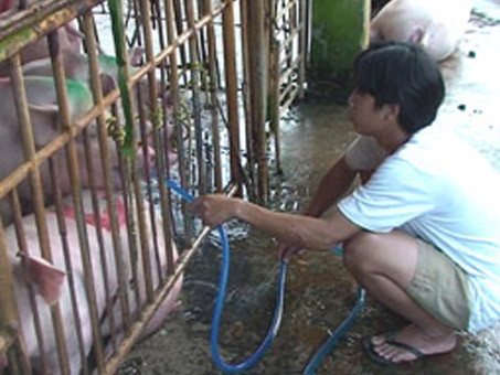 Bơm nước cho heo