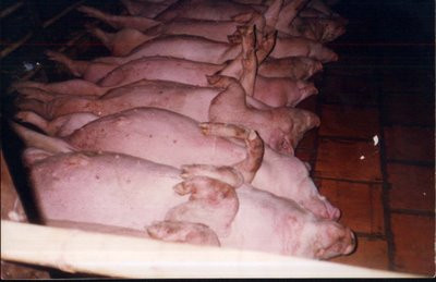 Heo no nước không cử động được.