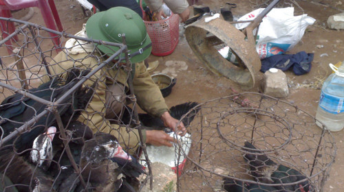 Người bán nhồi cơm nhão cho gia cầm để tăng trọng lượng