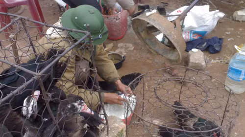 Người bán nhồi cơm nhão cho gia cầm để tăng trọng lượng