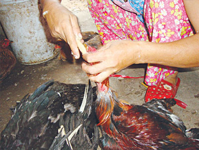 Cắm ống nhựa dẻo vào miệng gà