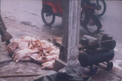 Gà bơm nước, vịt thì bơm hơi...