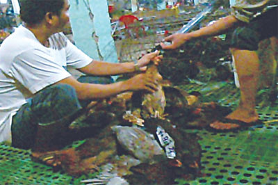 Bơm vào diều gà