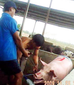 Heo bị móc sắt banh miệng để bơm nước vào bụng