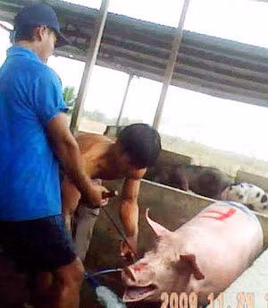 Heo bị móc sắt banh miệng để bơm nước vào bụng