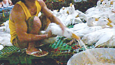 Đầu tiên, gia cầm sẽ được nặn tạp chất ra như thế này