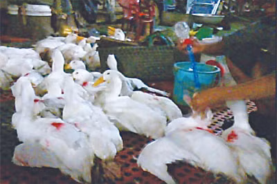 Cắm ống nhựa dẻo vào miệng vịt