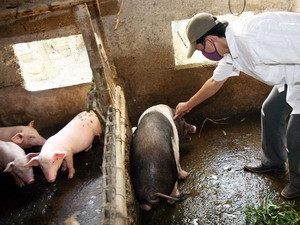 Loại thuốc an thần này còn có tác dụng khắc chế được những nhược điểm của heo nuôi bằng chất tăng trọng như làm cho thịt heo có màu sắc đỏ hồng tự nhiên hơn (thịt heo nuôi bằng chất tăng trọng có màu đỏ đậm), giúp cho thịt bớt khô lại dẻo hơn...(Ảnh minh họa)