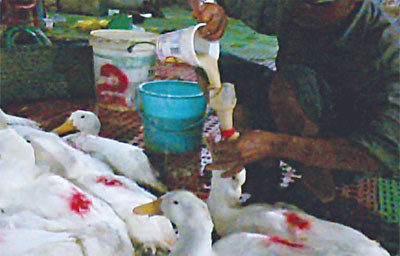 Múc từng ca đổ vào diều vịt