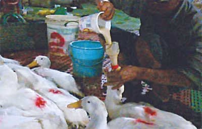 Múc từng ca đổ vào diều vịt