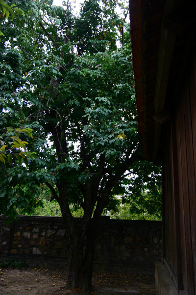 Cây khế hơn 110 năm tuổi, nơi gắn bó với tuổi thơ Đại tướng Cây khế hơn 110 năm tuổi, nơi gắn bó với tuổi thơ Đại tướng