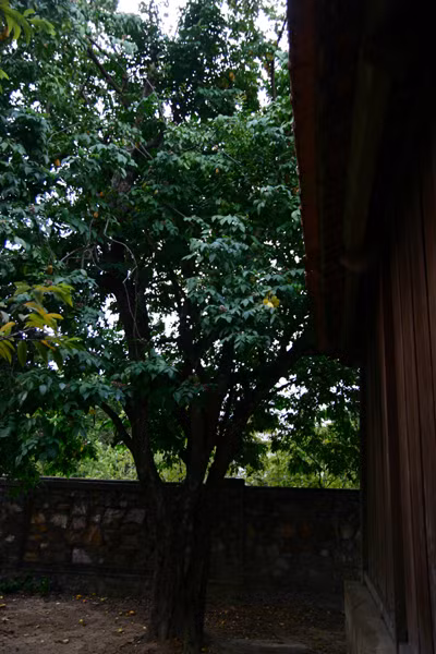 Cây khế hơn 110 năm tuổi, nơi gắn bó với tuổi thơ Đại tướng