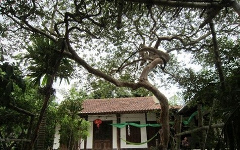 Toàn thân cây, lá mọc tự nhiên nhưng lại có hình dáng bắt mắt, như được uốn, nắn từ nhỏ. Đối với cụ, đó là một số tiền cực lớn nhưng do không có nhu cầu bán nên cụ vẫn giữ đến bây giờ.