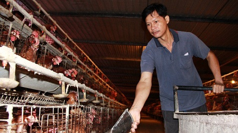 ...thì tại Đồng Nai, giá gà công nghiệp cũng được bán rẻ như rau, chưa đến 14.000đ/1kg. Khắp các khu vực nuôi gà công nghiệp tại Đồng Nai, Bình Dương, Tây Ninh, Bình Phước… đều nhận được những tiếng than thở ngao ngán của người chăn nuôi nhỏ lẻ lẫn các công ty chăn nuôi. Bởi với mức giá bán chưa bằng một nửa giá thành như hiện tại, công ty càng lớn, nuôi càng nhiều thì càng lỗ nặng. Theo nguồn tin từ Tuổi trẻ Online.