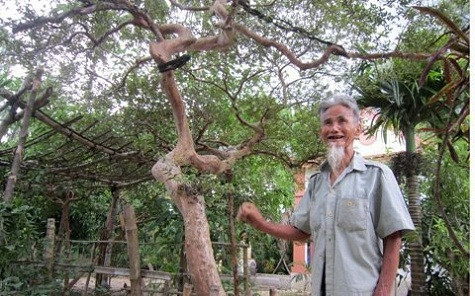 Cây “ổi tàu”, khoảng gần 100 tuổi, thuộc sở hữu của cụ ông Lê Tự Sâm (93 tuổi, xóm Văn Minh, xã Thạch Tân, TP. Hà Tĩnh). Theo Vietnamnet, vì cây ổi vừa quý vừa hiếm, thế đẹp nên đã có người trả giá 150 triệu nhưng chủ nhân không có nhu cầu bán.