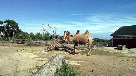 Vườn thú Helsinki (Phần Lan) được hoàn thành vào năm 1889. Sở thú này có tới hơn 20 loài động vật quý đang đứng trước nguy cơ tuyệt chủng.