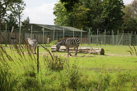 Vườn thú Dublin hoàn thành năm 1830 và mở cửa đón công chúng một năm sau đó. Đây là một trong những điểm du lịch hút khách nhất ở Dublin (Ireland).
