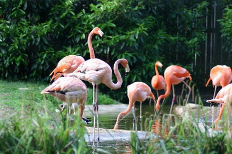 Vườn thú quốc gia Smithsonian tại Washington D.C (Mỹ) rất rộng lớn. Du khách tới thăm quan không mất phí vào cổng.