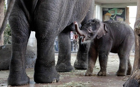 Một con voi mới được sinh ra và đang được mẹ Pang Pha của nó cho ăn tại vườn thú Berlin Một con voi mới được sinh ra và đang được mẹ Pang Pha của nó cho ăn tại vườn thú Berlin